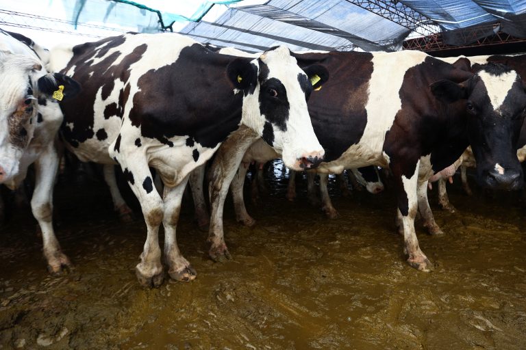 Zelená revolúcia po nemecky: budú merať kravské plyny