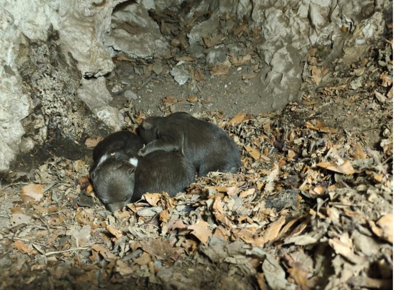 Kuffa: Medvedica zaútočila na otca so synom, zabila im psa