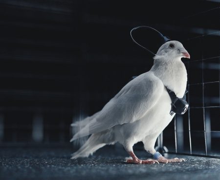 Flying cyborgs? Spy pigeons are being developed by a company linked to Putin's daughter