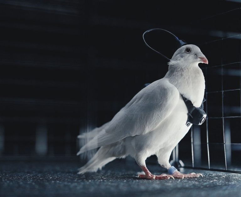 Spy pigeon from Russian company Neiry. Photo: neiry.ru