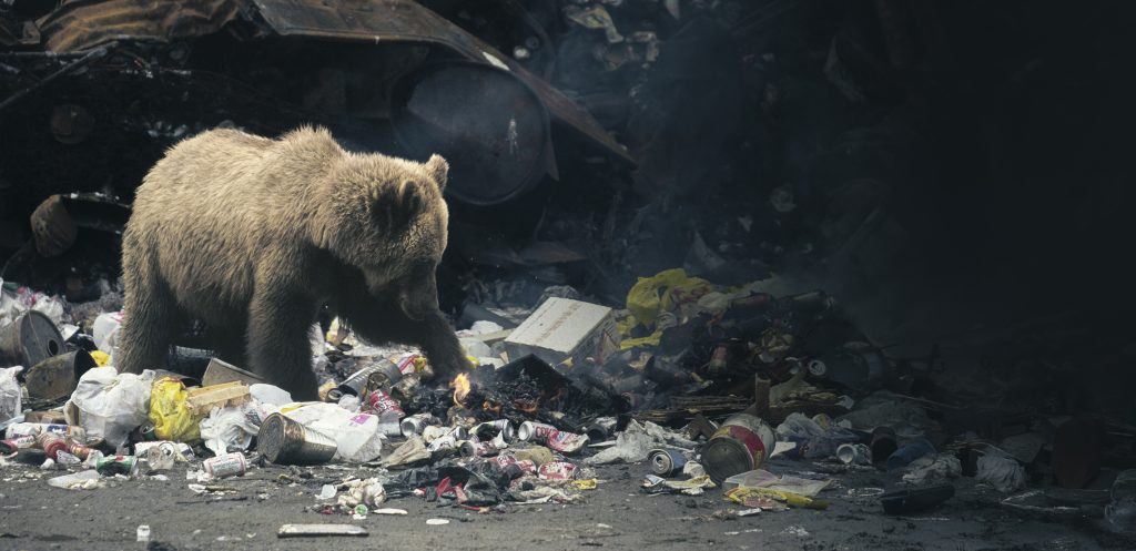 Ani medveďovi neprospieva, ak si buduje zlý imidž