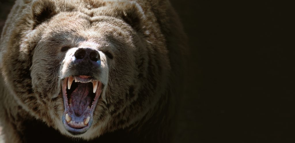 Menšie medvedice sú vytláčané k obydliam ľudí