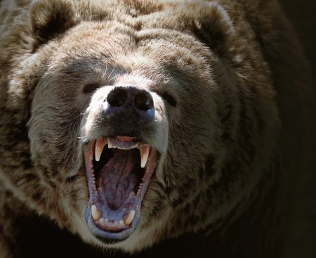 Rodia aj menšie medvedice, ktoré majú brlohy bližšie k ľuďom, varuje poľovník