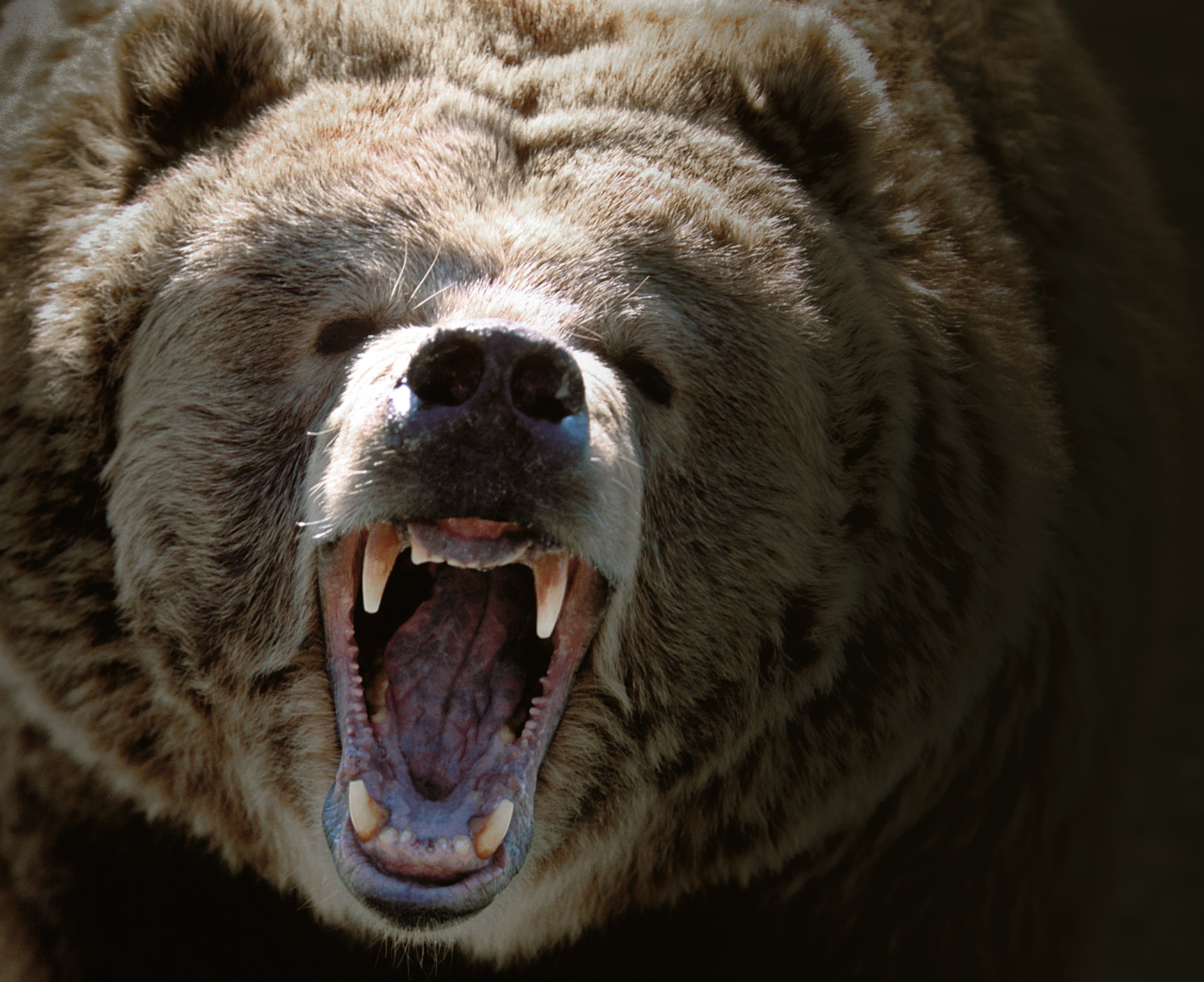 Rodia aj menšie medvedice, ktoré majú brlohy bližšie k ľuďom, varuje poľovník