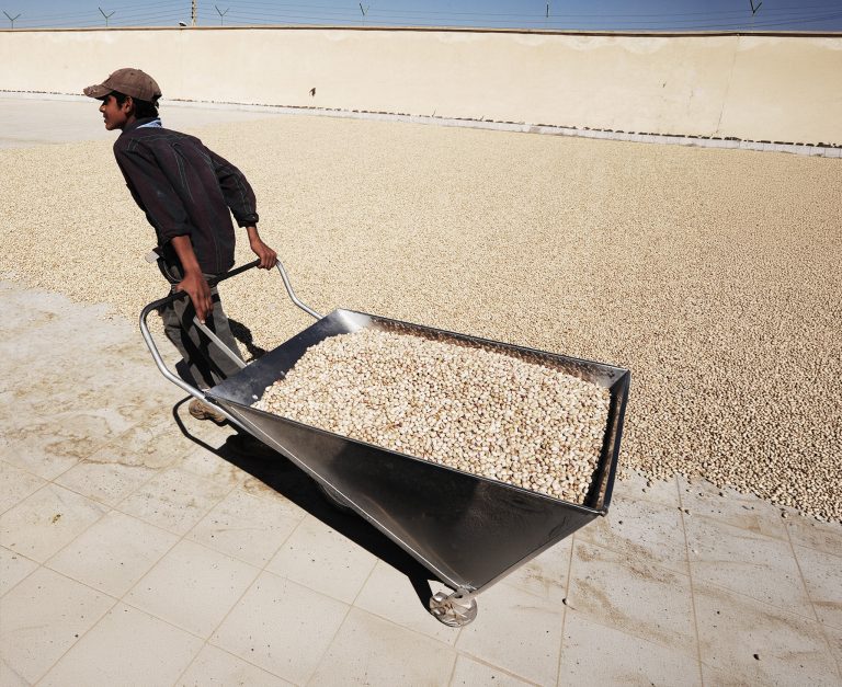 A young man is pushing a cart loaded with processed pistachios that are being left to dry in the sun. Photo: Kaveh Kazemi/Getty Images  