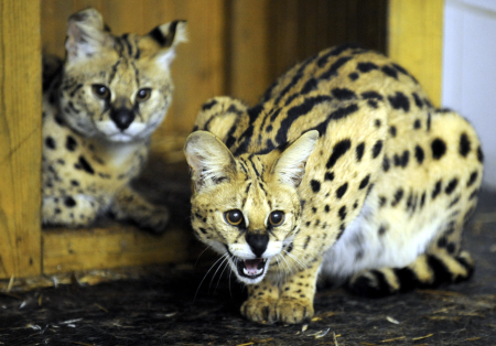 Na dvore rodinného domu chytili exotického servala