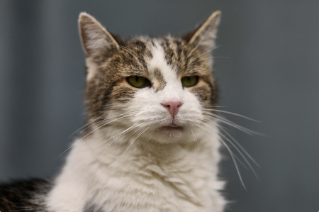 Man convicted in Austria for mailing cat to Germany