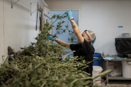 US Eases Marijuana Restrictions, Moves Toward Reclassification