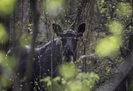 Scientists Study Long-Term Impact of Chernobyl Disaster on Wildlife