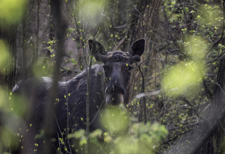 Scientists Study Long-Term Impact of Chernobyl Disaster on Wildlife