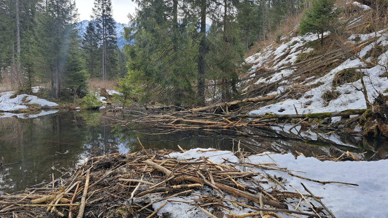 Aktivisti žalujú envirorezort pre bobriu hrádzu v TANAP-e