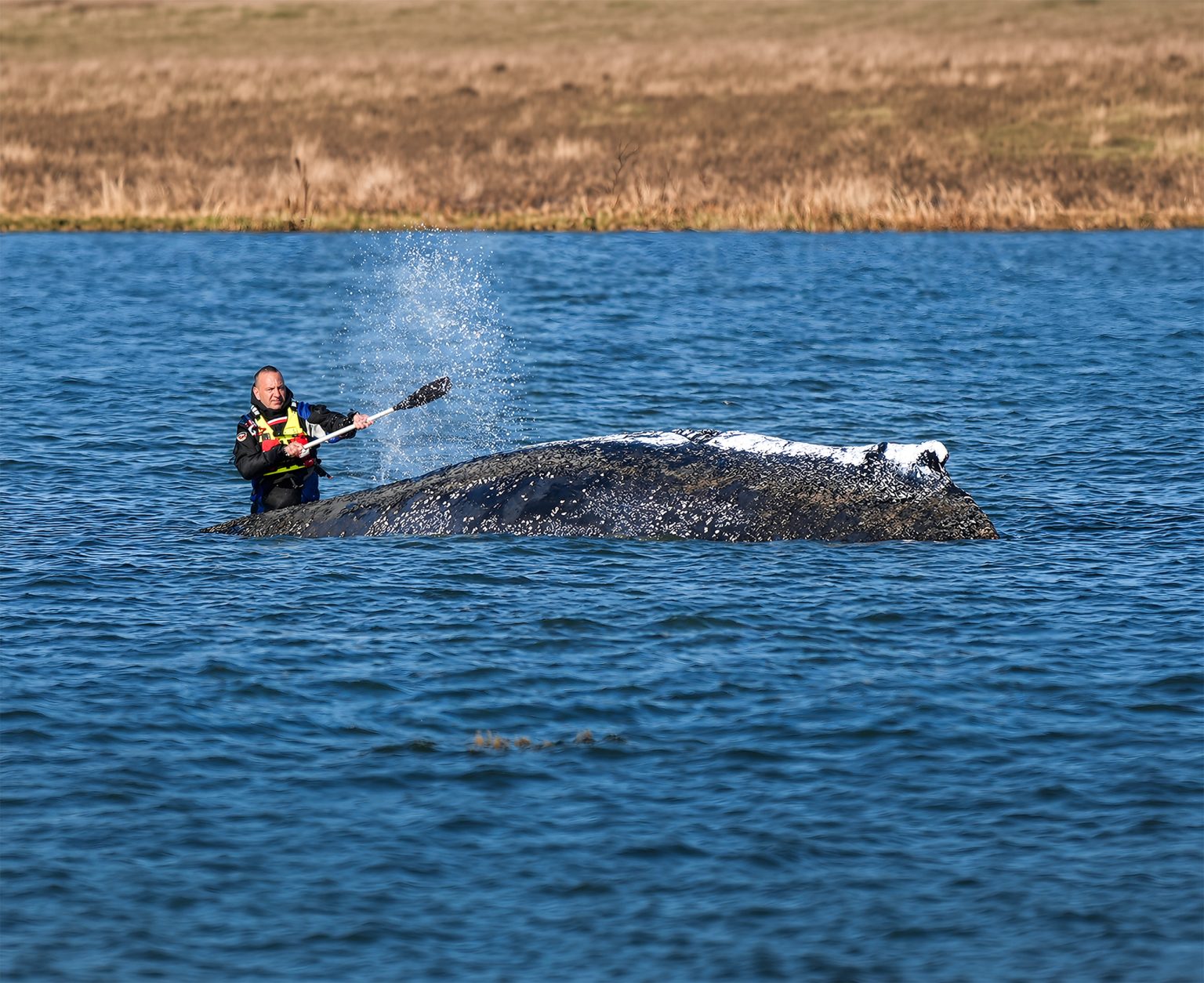 A dying whale off Germany’s coast has sparked a media frenzy, drawing political and national attention. Photo: Tobias Schlie/Reuters
