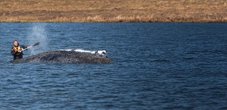 Timmy the Whale Reaches the North Sea but Remains Weak
