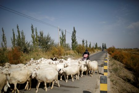 Chinese shepherd.