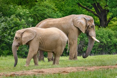Slony v zlínskej zoo.