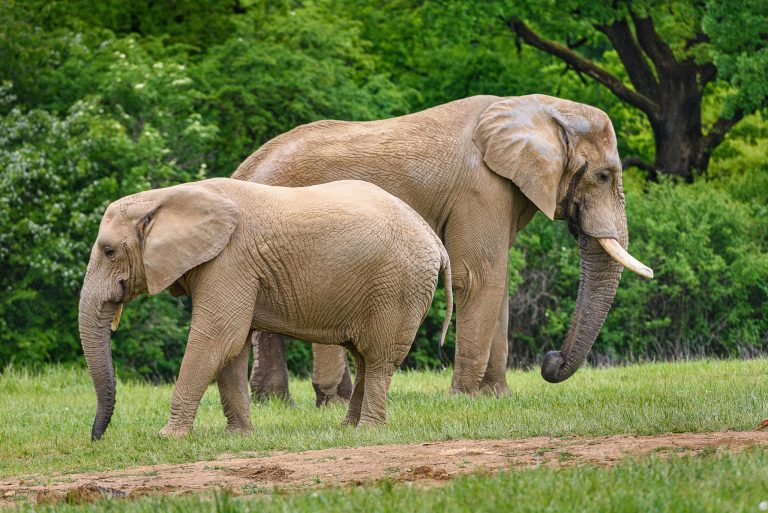 Slony v zlínskej zoo.