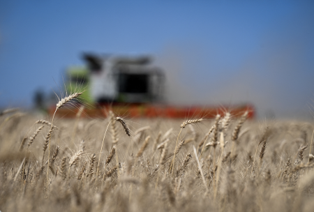 Harvesting crops.