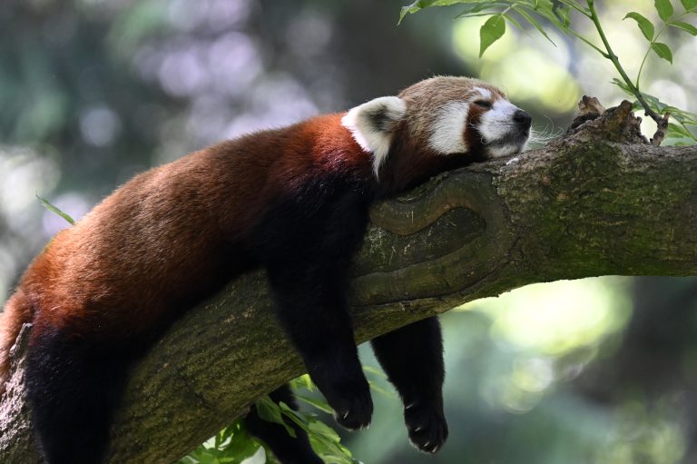 Panda červená.