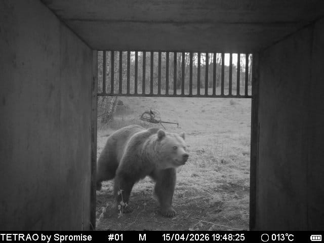 Medveď Rudo pred odchytovým zariadením. Foto: Archív NP Veľká Fatra