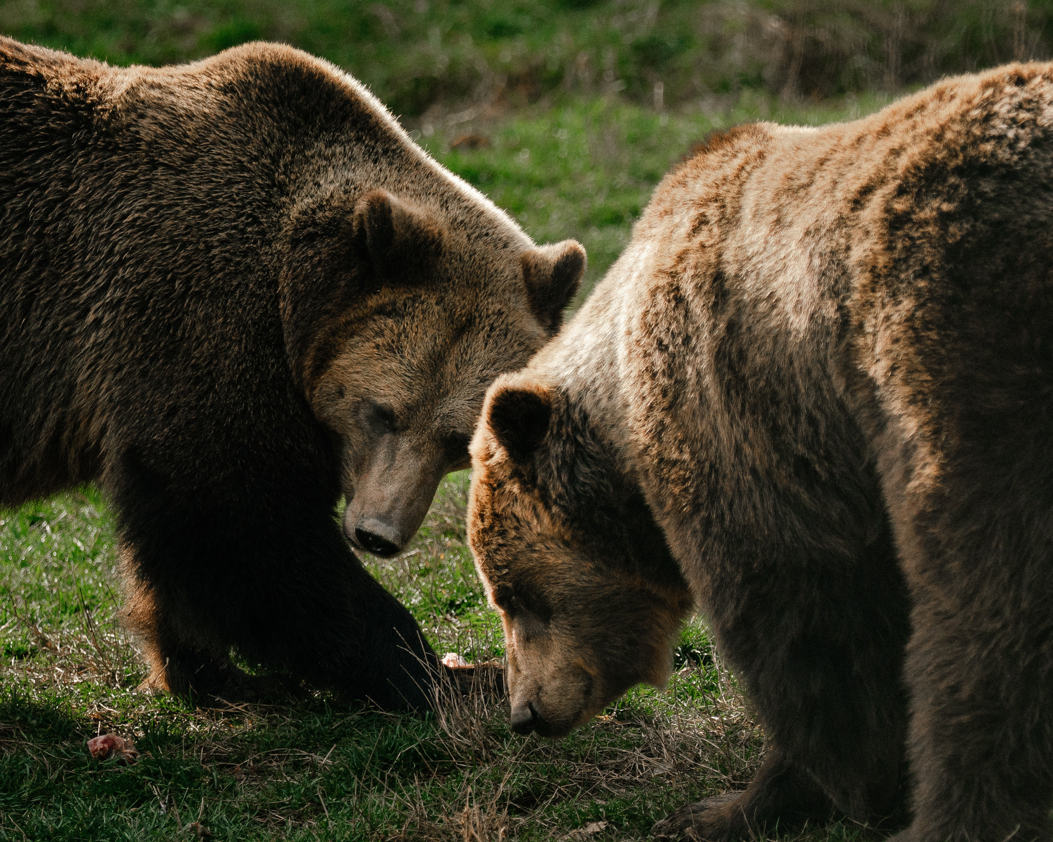 Brown Bears Become Brussels’ Problem