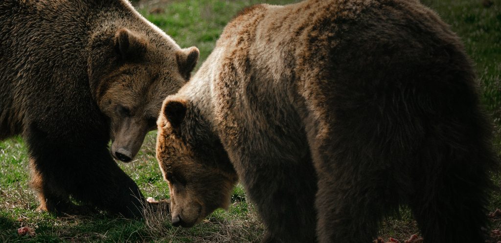 Brown Bears Become Brussels’ Problem
