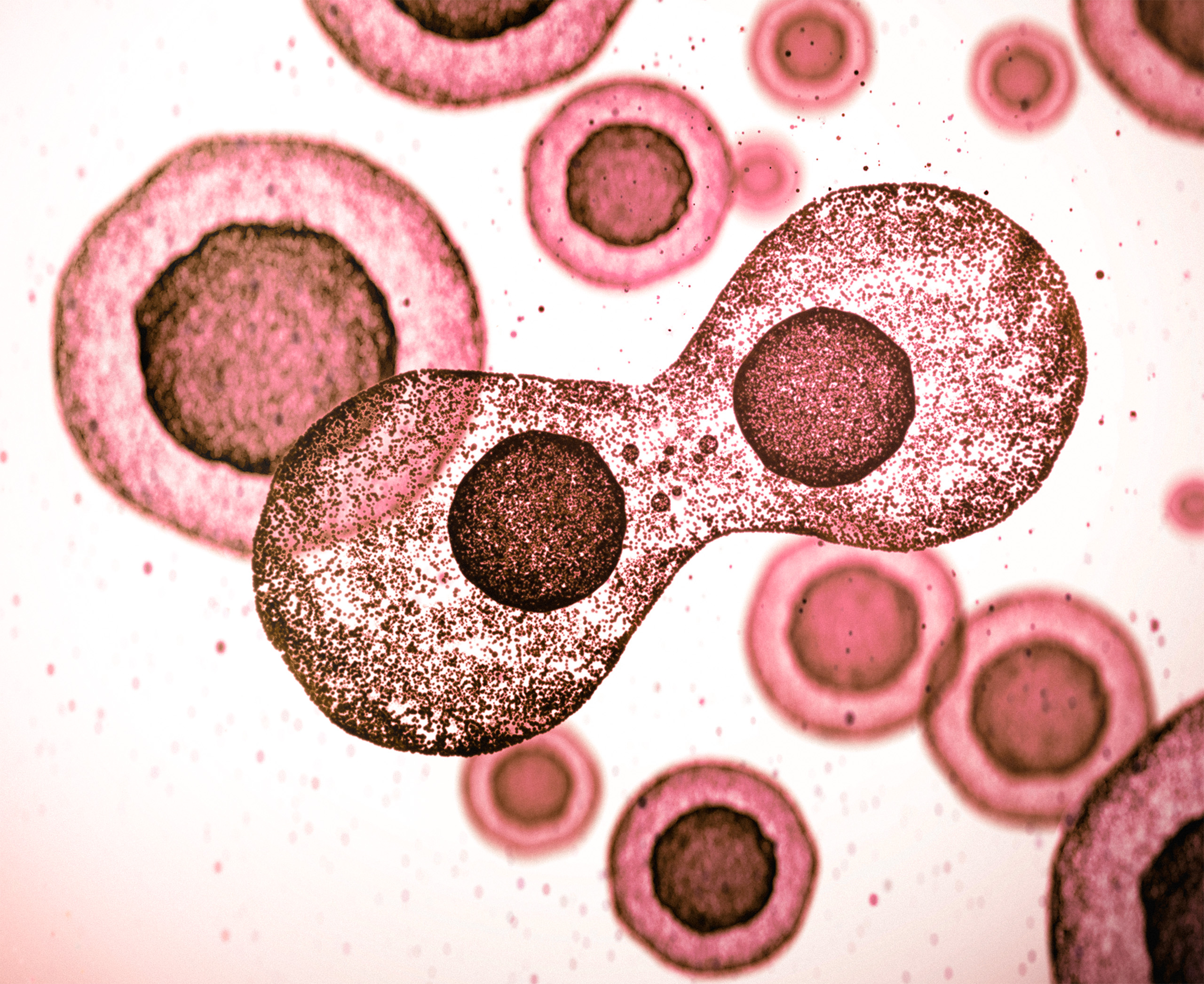 Forever Young? World's First Human Trial Tests Cellular Rejuvenation