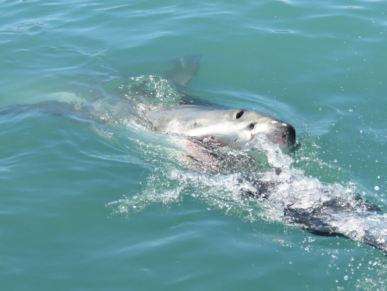 Shark in the water.