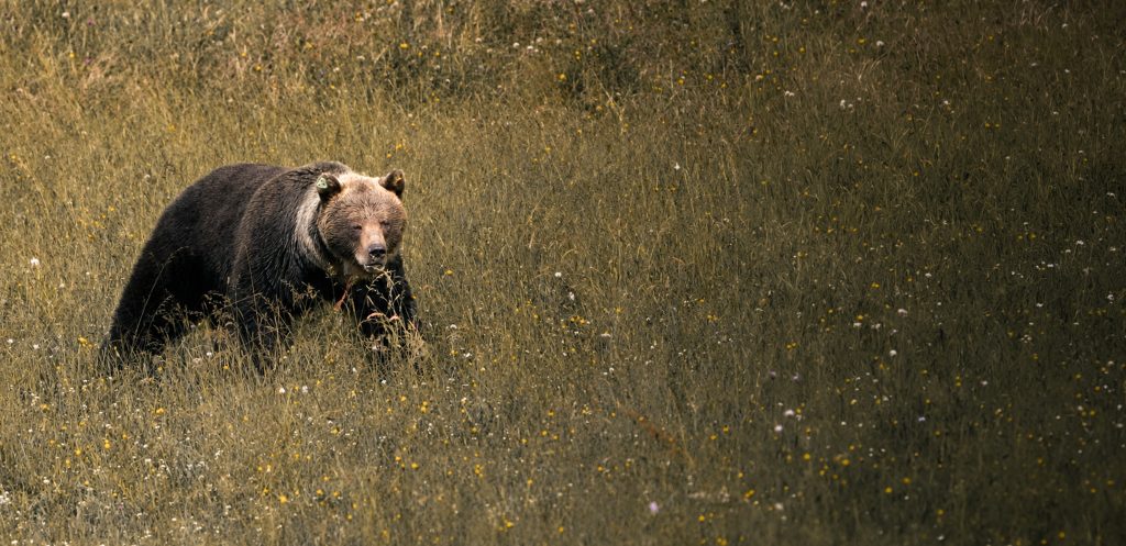Veľká Fatra skúša novú metódu plašenia medveďov