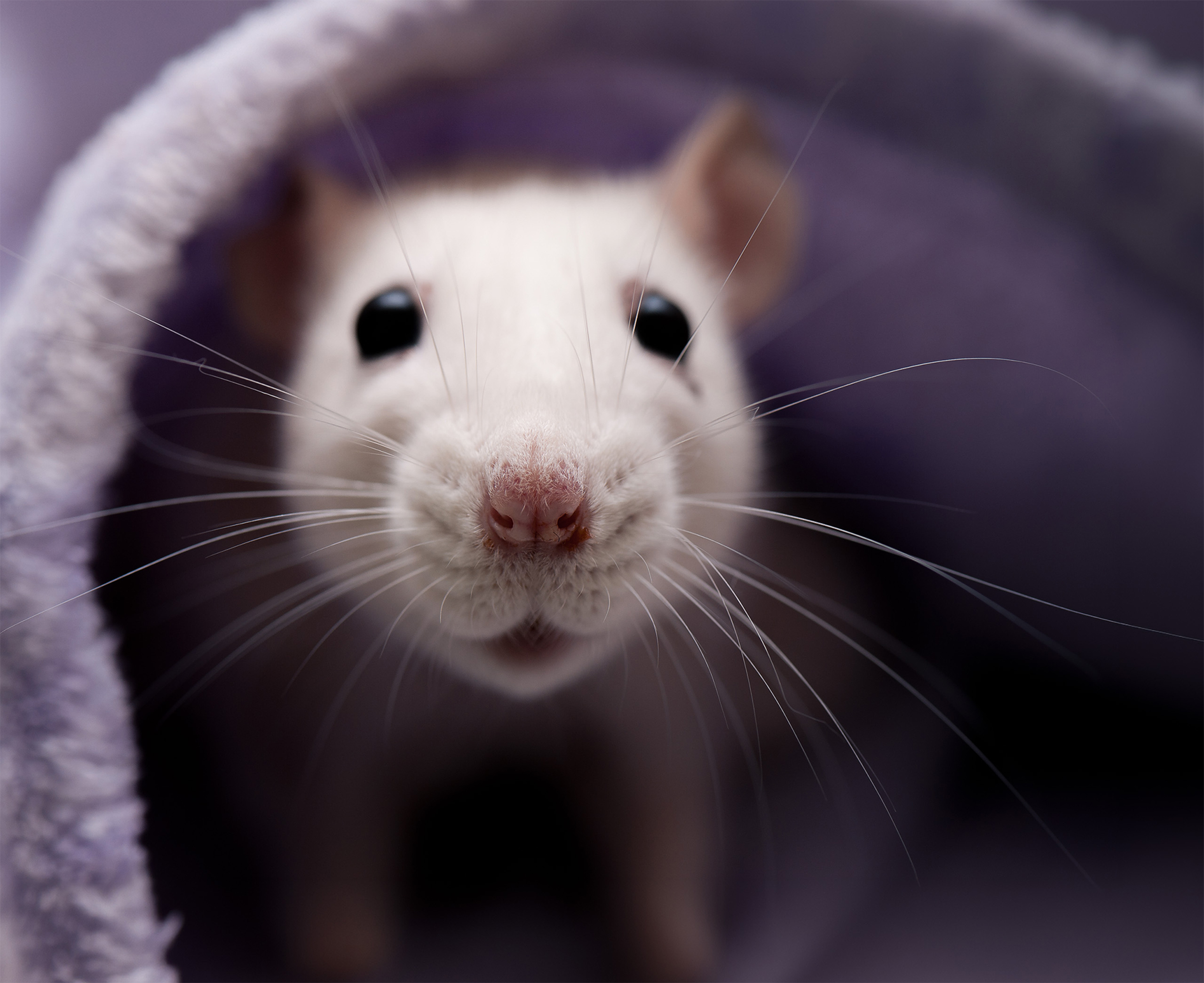 The Wolf Walks Free, the Rat Thrives in Germany