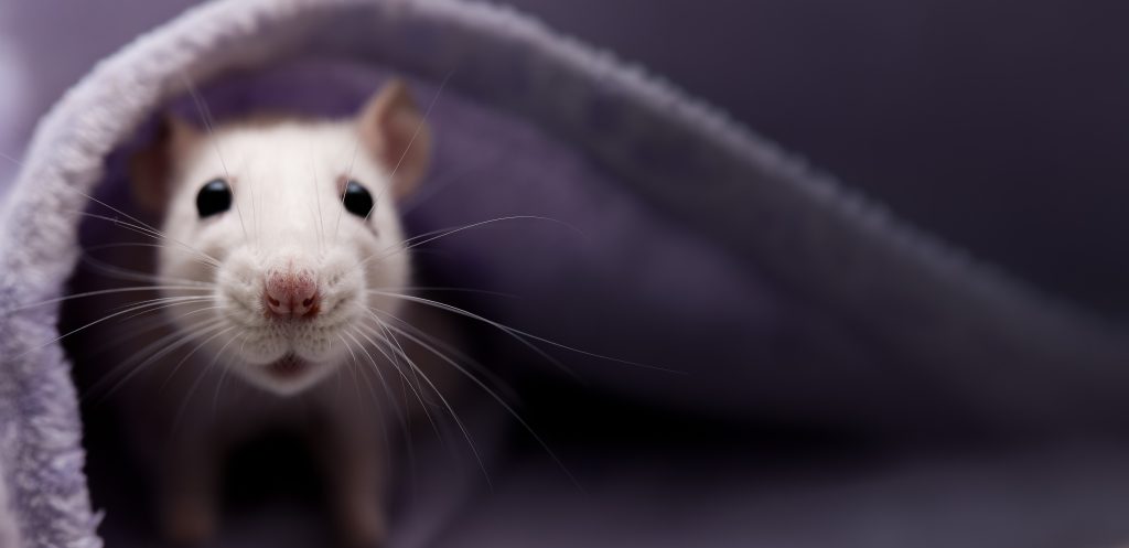 The Wolf Walks Free, the Rat Thrives in Germany