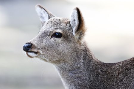 A sika deer.