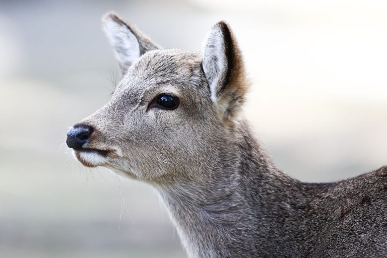 A sika deer.