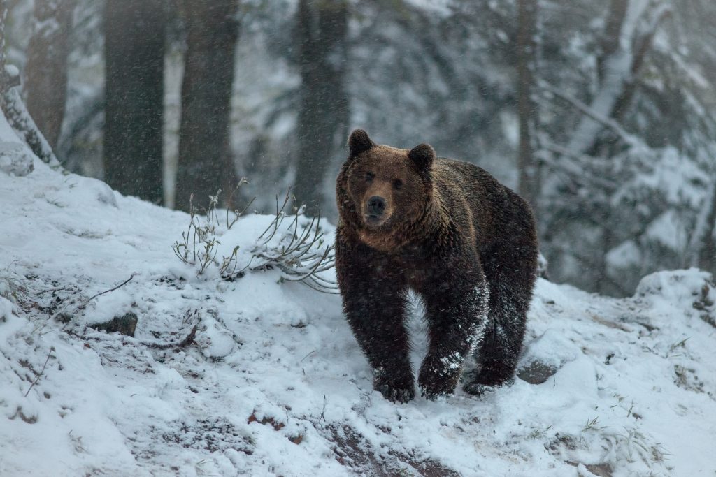 Medveď hnedý. Foto: Juraj Žiak