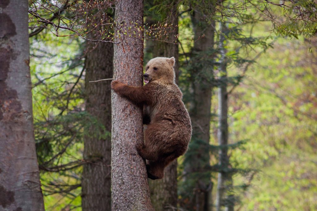 Medveď hnedý. Foto: Juraj Žiak