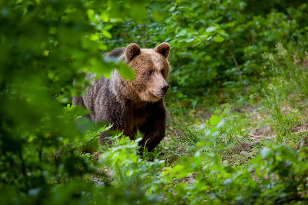 Medveď hnedý. Foto: Juraj Žiak
