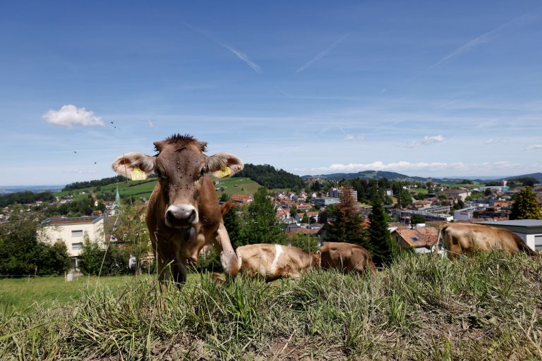Cows in a field.