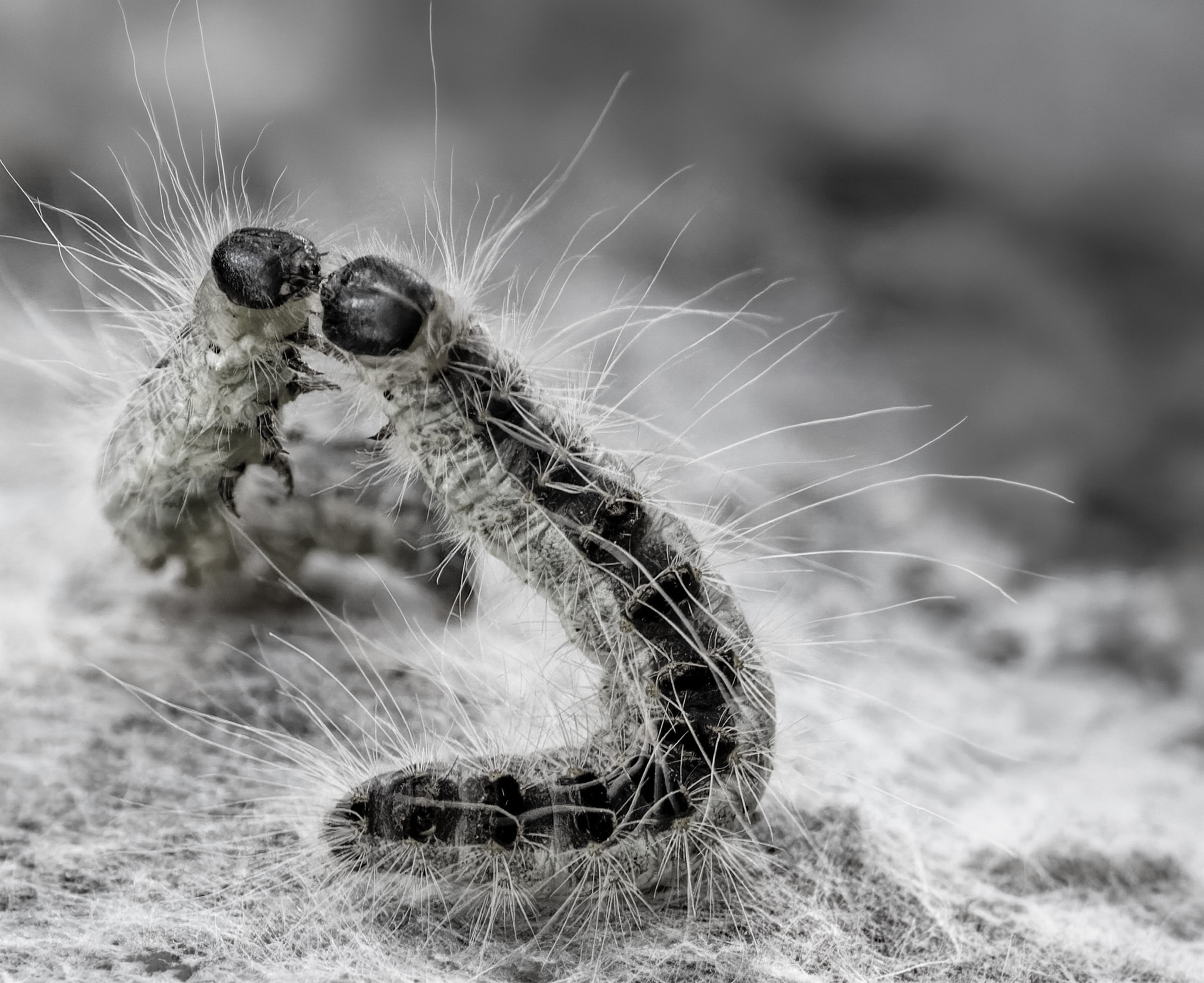 Invasive Species Are Spreading Faster Than Brussels Can Track Them