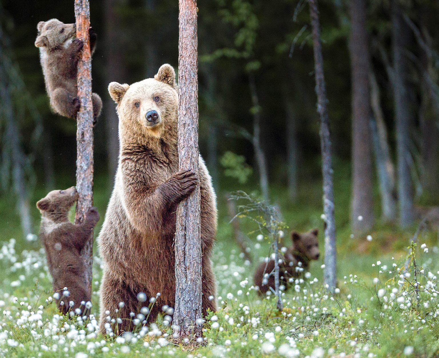 Medvede sa vracajú cez veľkú časť Európy, čo ich privádza do častejšieho kontaktu s ľuďmi. Foto: Getty Images
