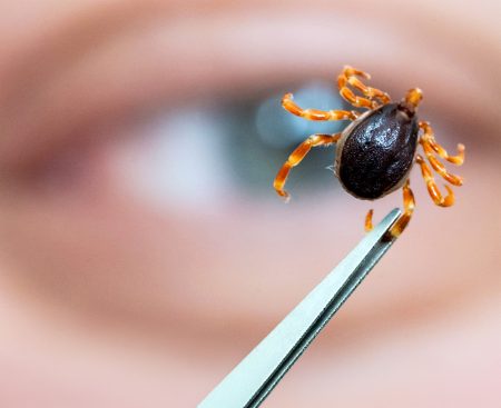 Hyalomma na Slovensku: obrí kliešť, ktorý svoju korisť aktívne prenasleduje