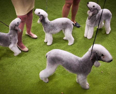 Bedlington teriéry po súťaži na výstave psov Westminster.