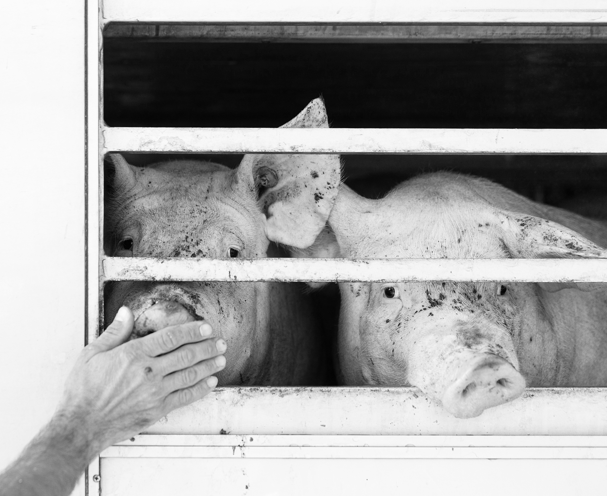 Is Veganism Good for Animals?