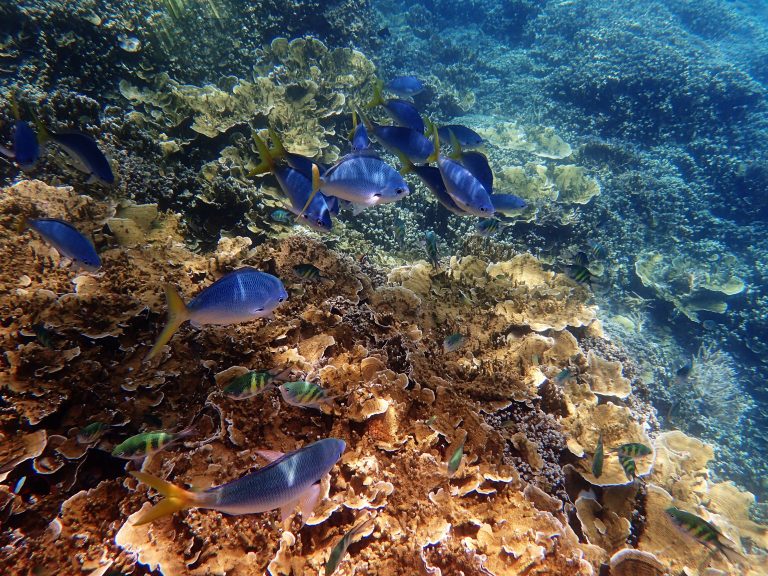 Coral reef.