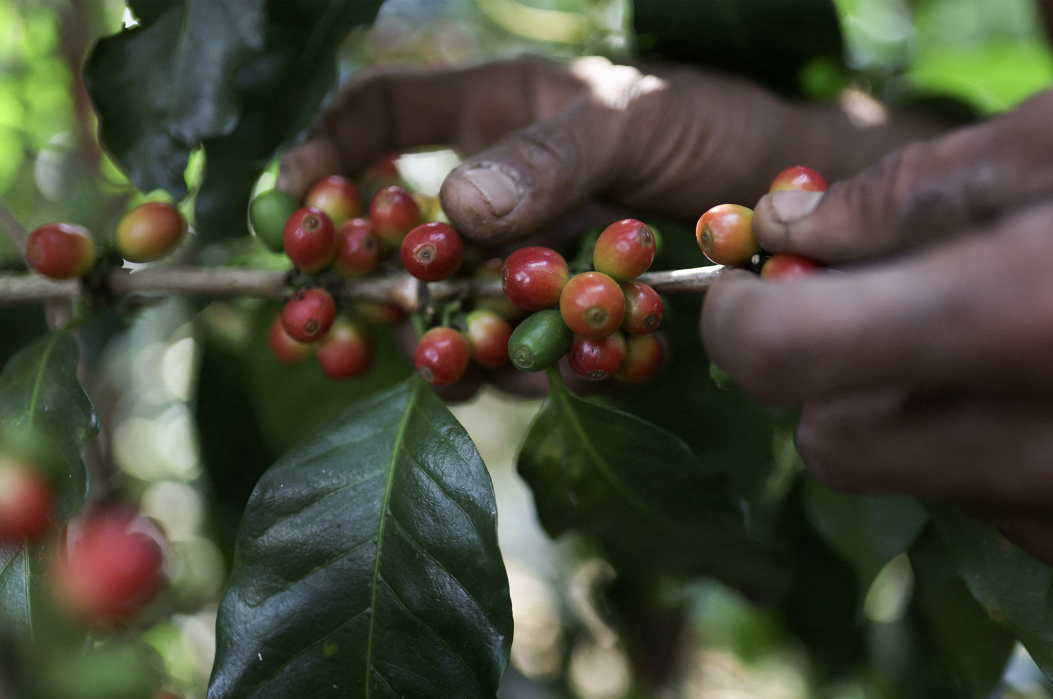 Vietnam Coffee Production Grows Despite El Niño Risk