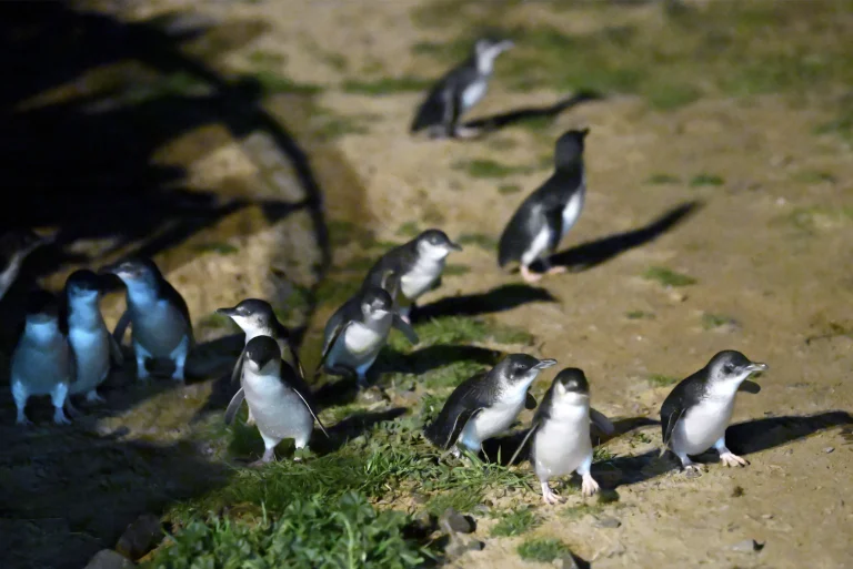 Penguin.