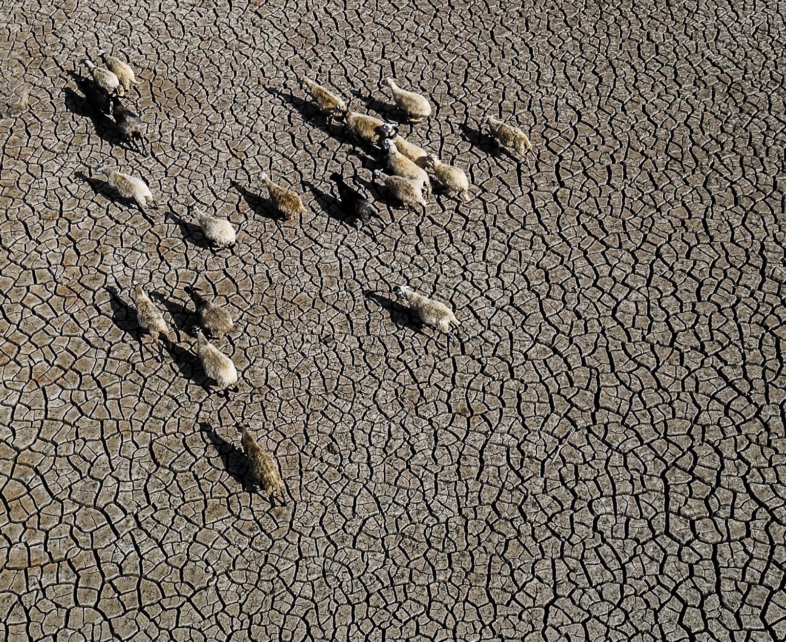 Aerial view of a flock of sheep searching for water in a nearly dried-up lake during the worst drought in a decade. Photo: Fabrizio Villa/Getty Images