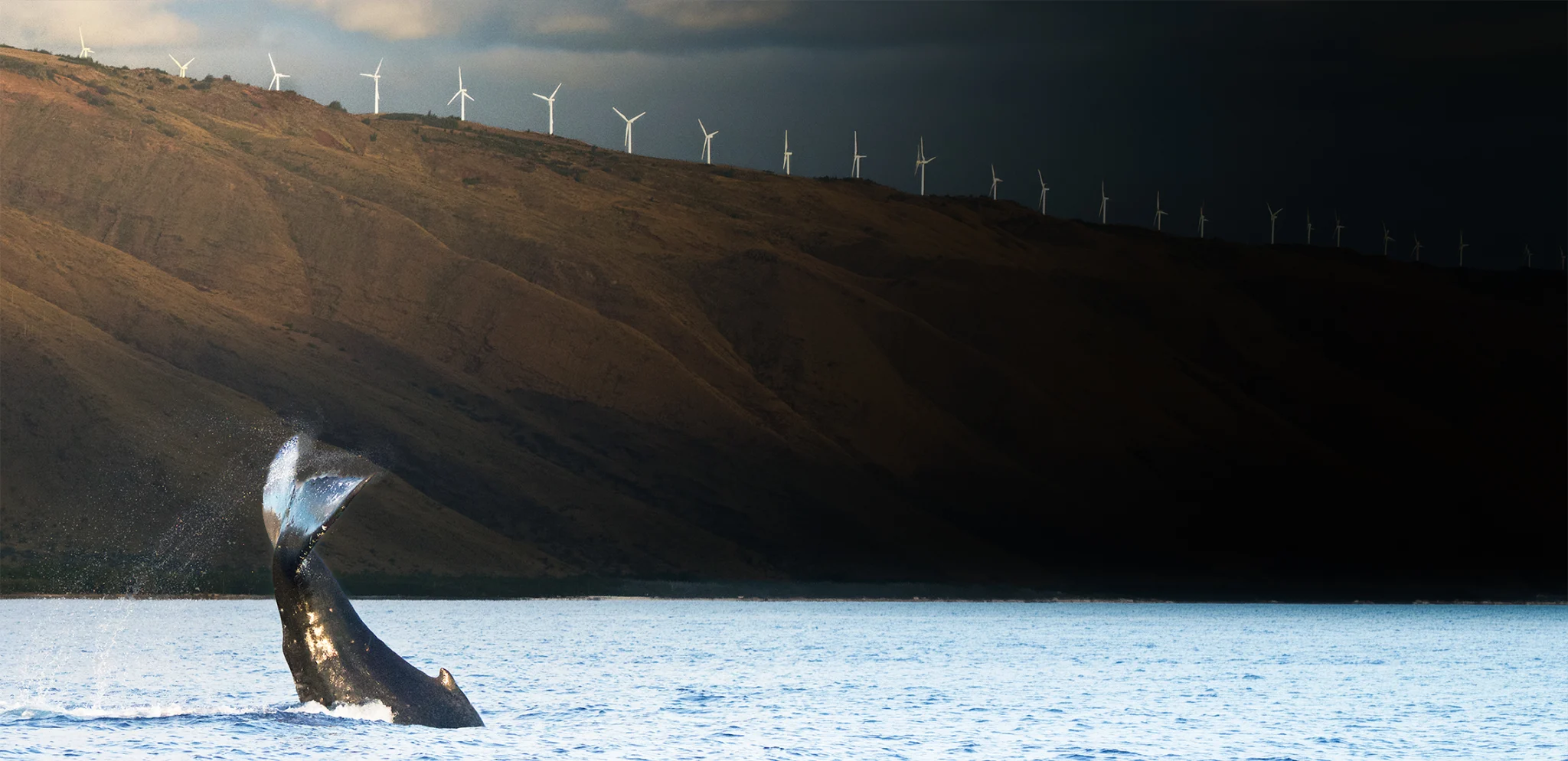 When Saving Nature Destroys It