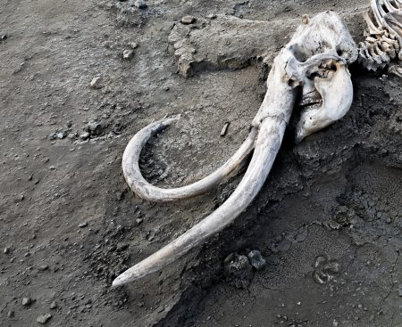 Falling water levels in the Danube and Rhine revealed relics.