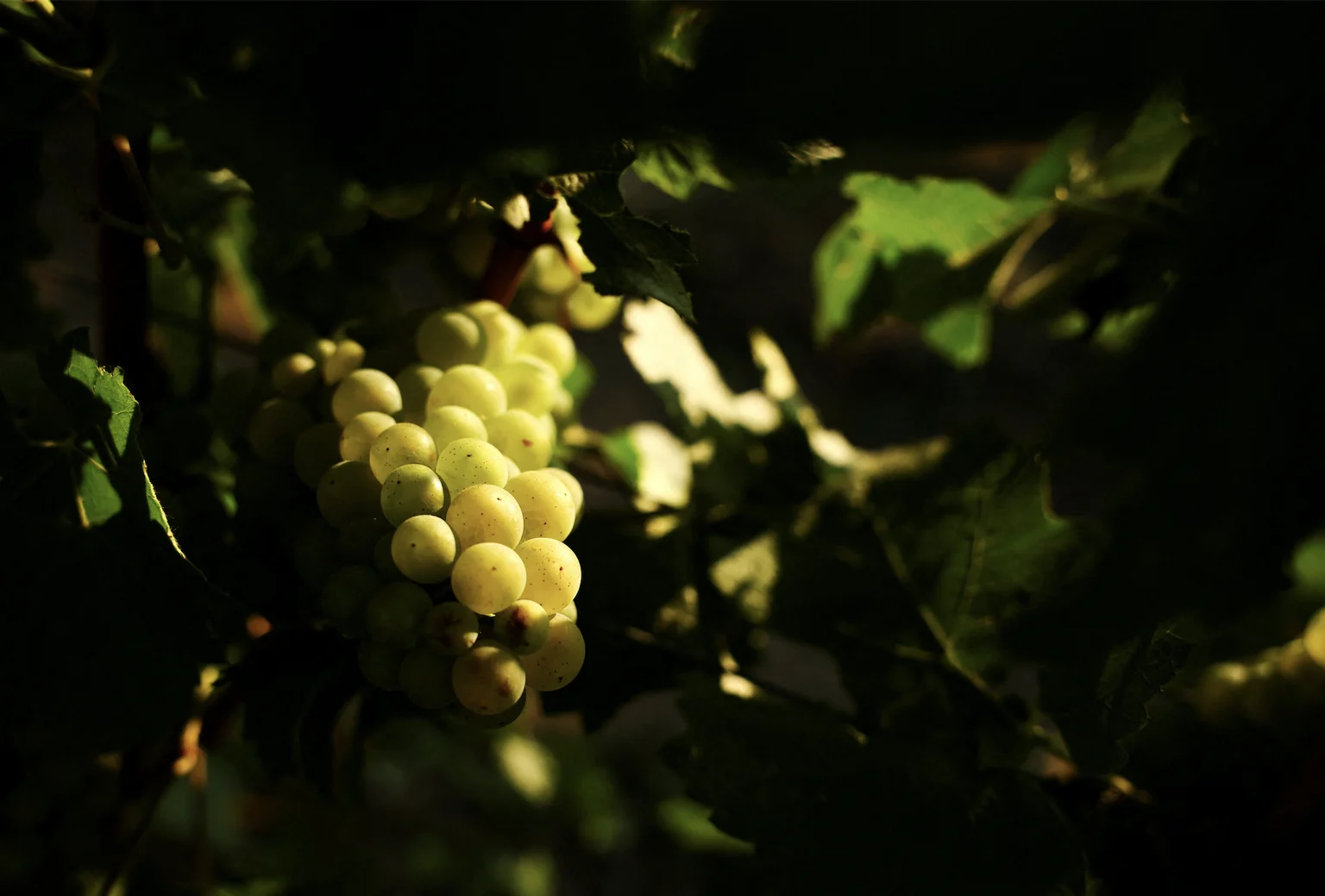 Spustošené francúzske vinice: produkcia klesá k rekordom