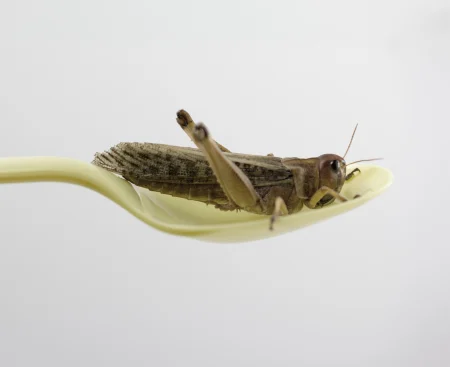 Insects as a food of the future.