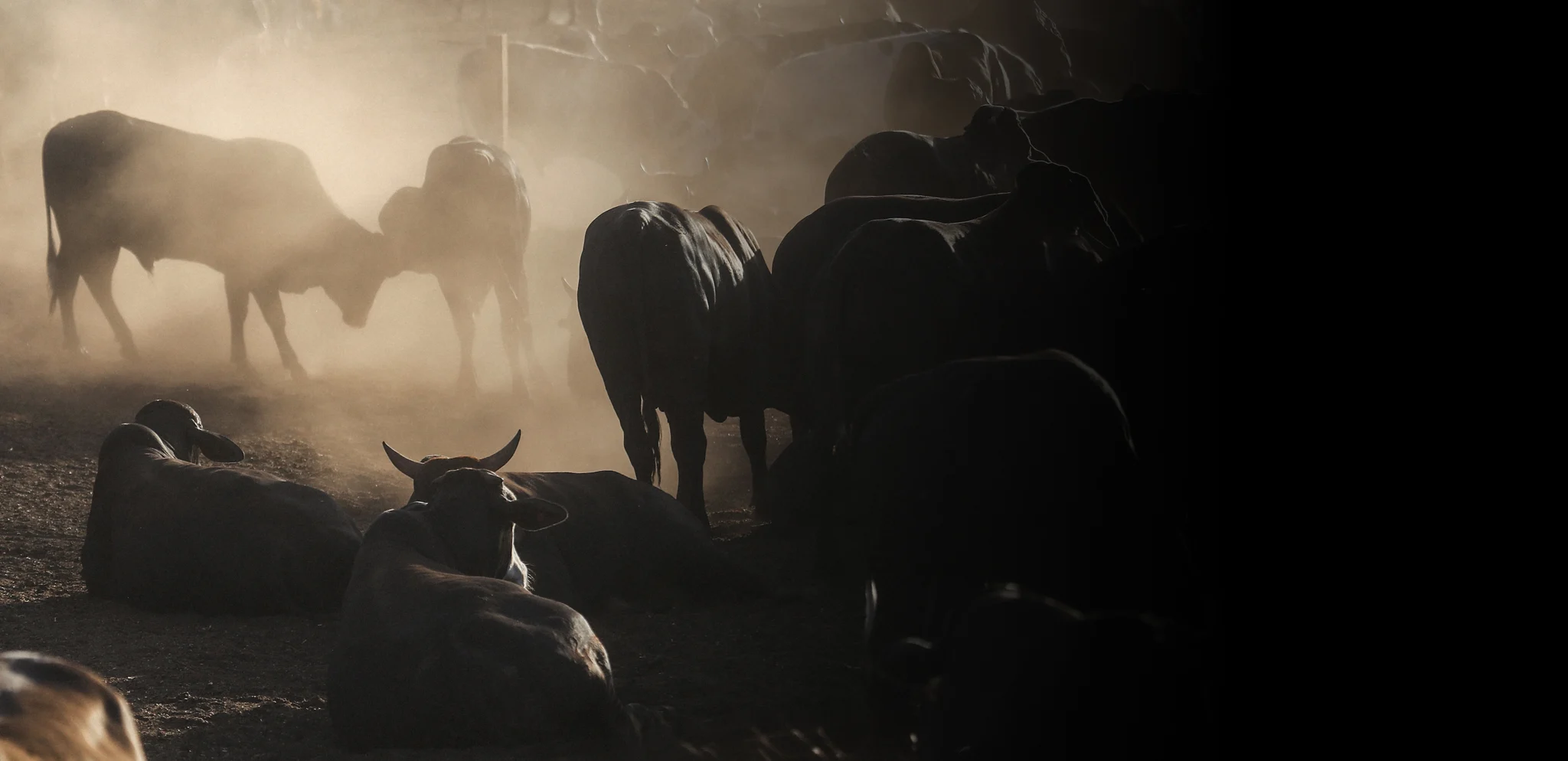 Brazilian Beef Puts Mercosur to the Test